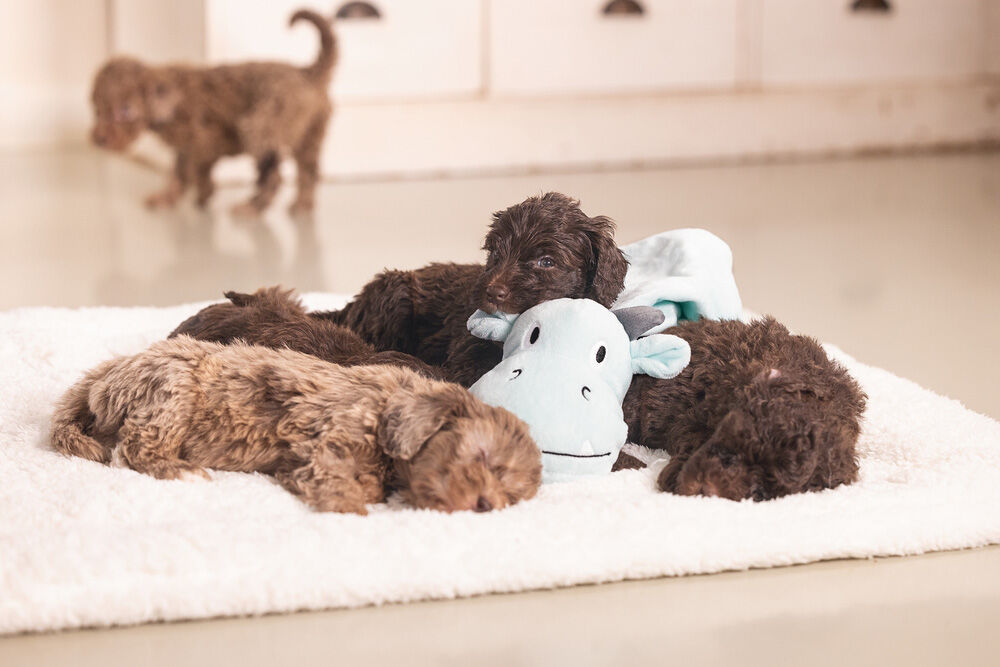 Beeztees Draak Knuffeldoek - Puppyspeelgoed - groen - 35.5x13x5 cm - S