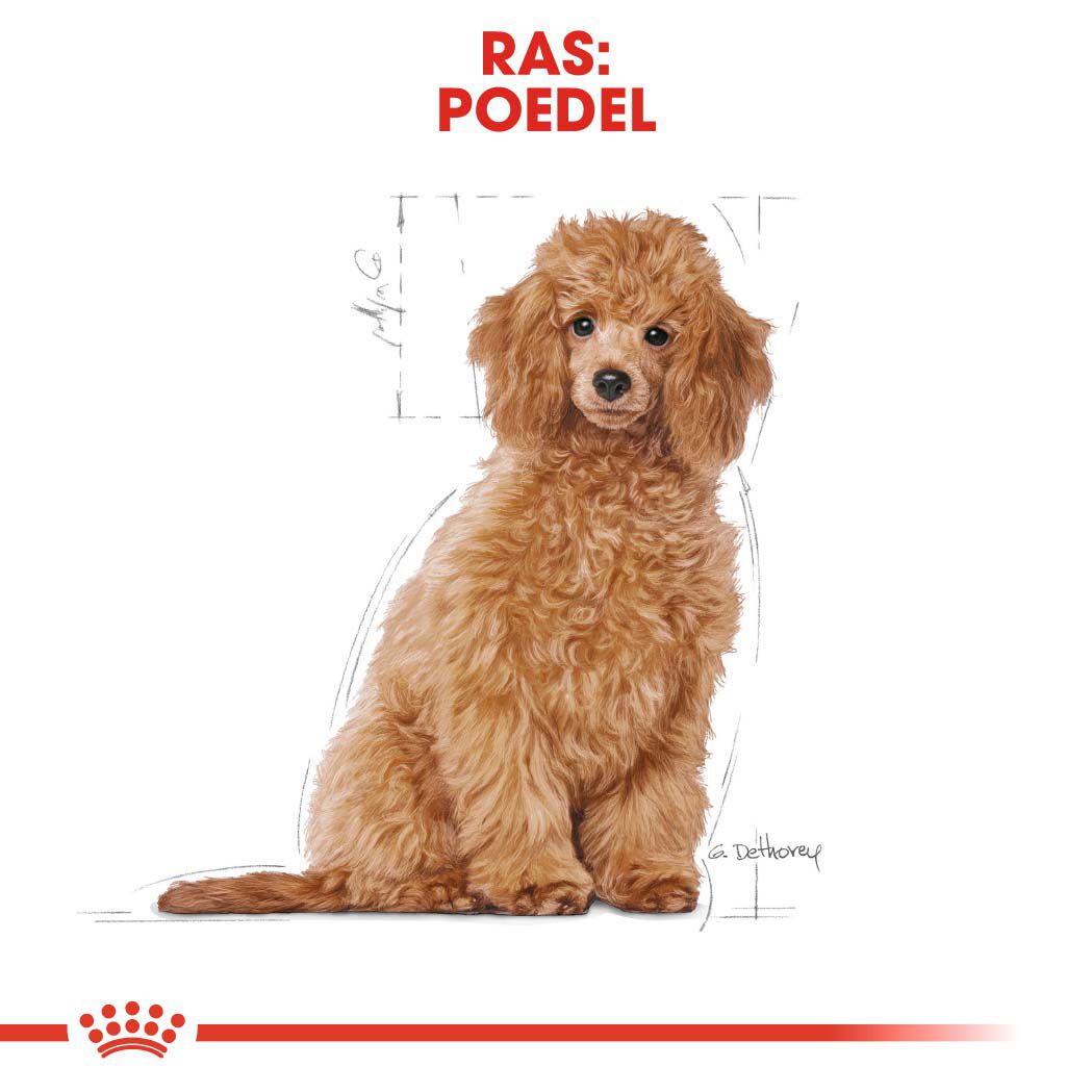 Royal Canin Poedel Junior - Hondenvoer - 3 - gevogelte