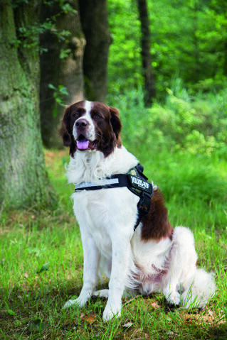 Julius K9 - Hondentuig - groen/grijs - Maat 2 - 96 cm