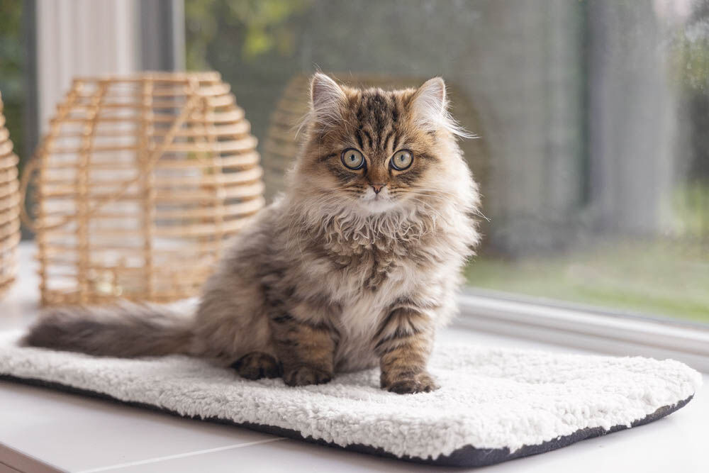 Beeztees Moos - Vensterbankmat - Wit - 3x27x1 cm