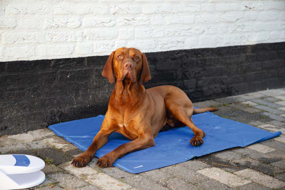 Beeztees Quick Cooler Izi - Koelmat hond - Blauw - L