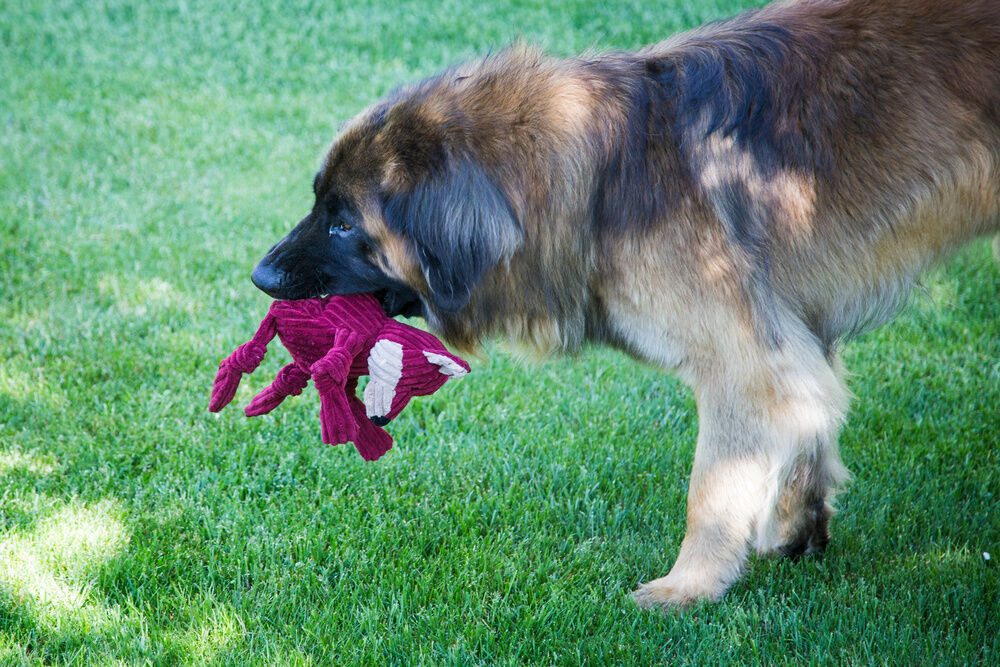 HuggleHound Vos Knuffel - Hondenknuffel - Bruin - 38x13x23 cm