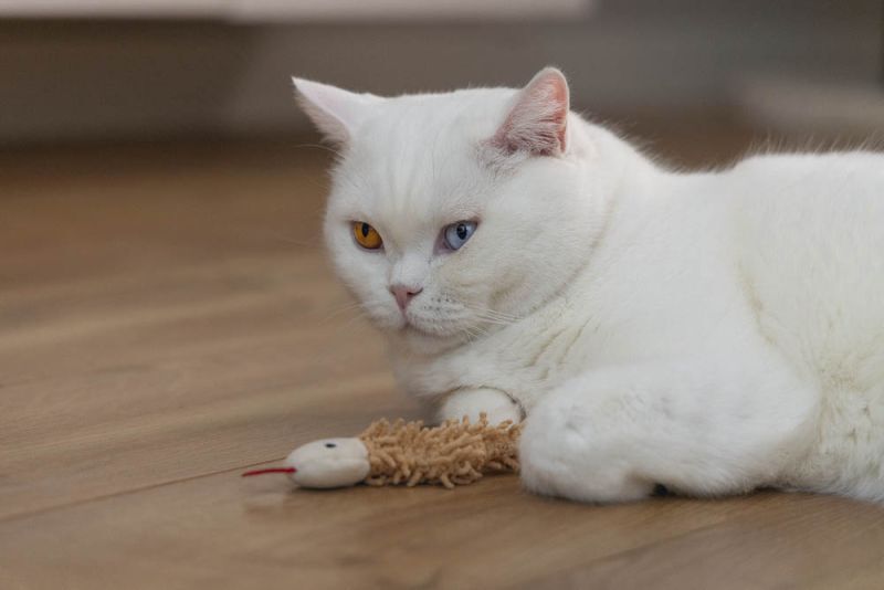 Beeztees Slang Boa - Kattenspeeltje - Bruin