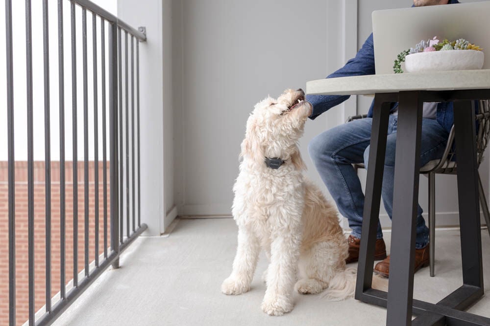 Petsafe - Anti blafhalsband - Hond - Blauw