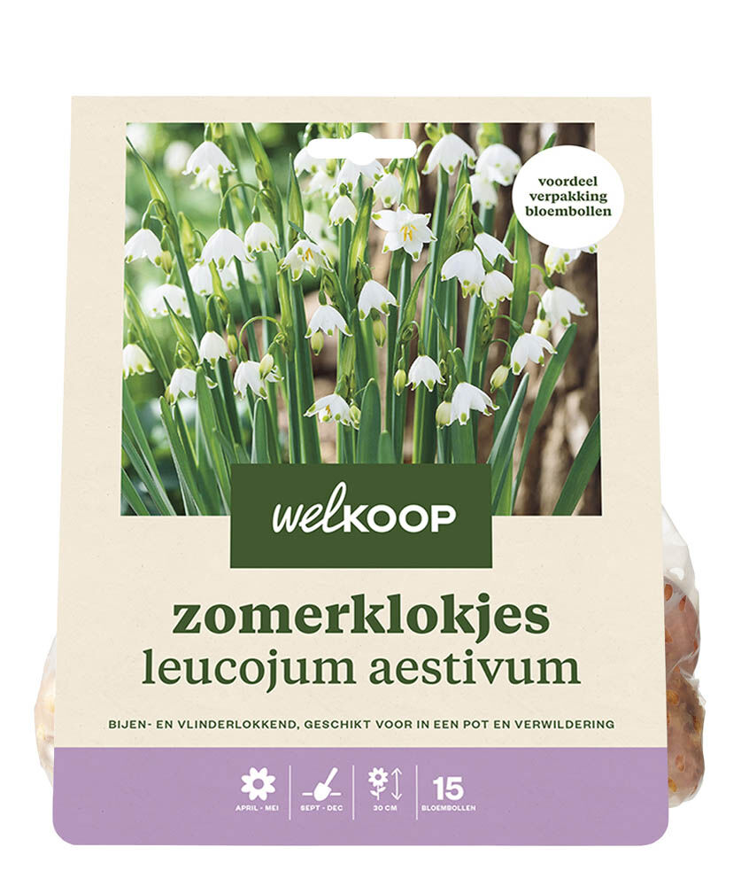 Welkoop Zomerklokjes Flore - Bloembollen Welkoop Zomerklokjes Flore - Bloembollen