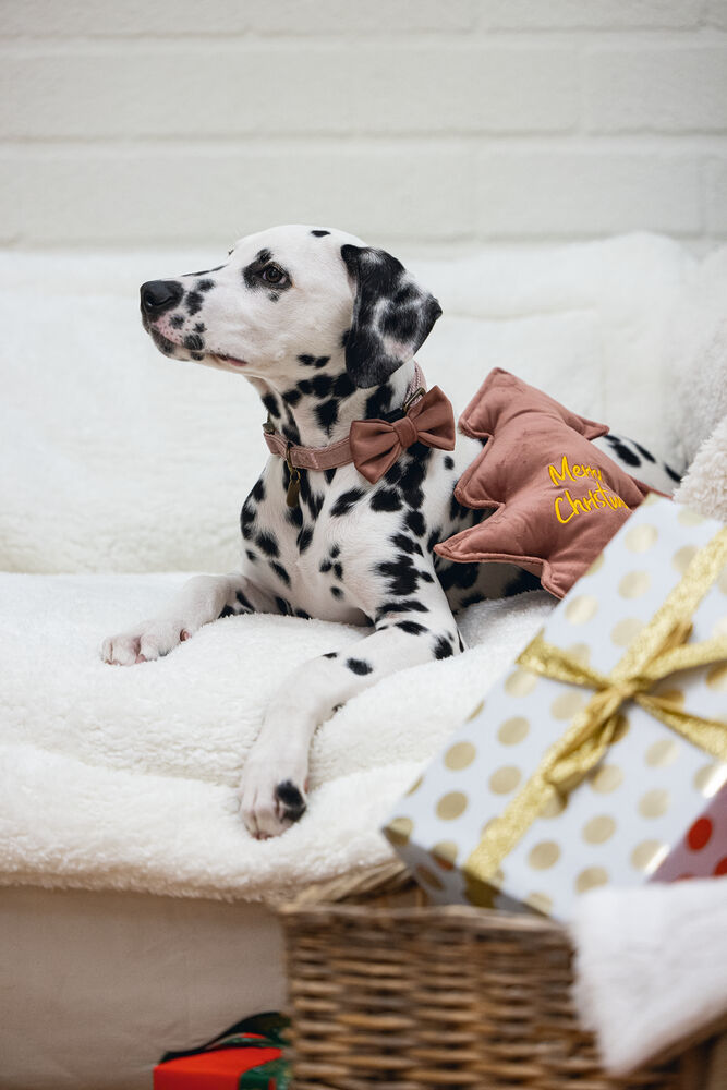 Designed By Lotte Kerstboom - Knuffel - Hondenspeelgoed - roze - 27x27x27 cm