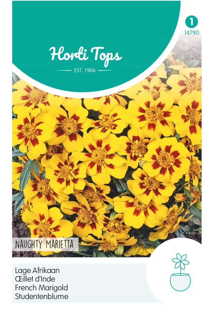 Hortitops Lage Afrikaan Naugthy Marietta - Bloemzaden Hortitops Lage Afrikaan Naugthy Marietta - Bloemzaden