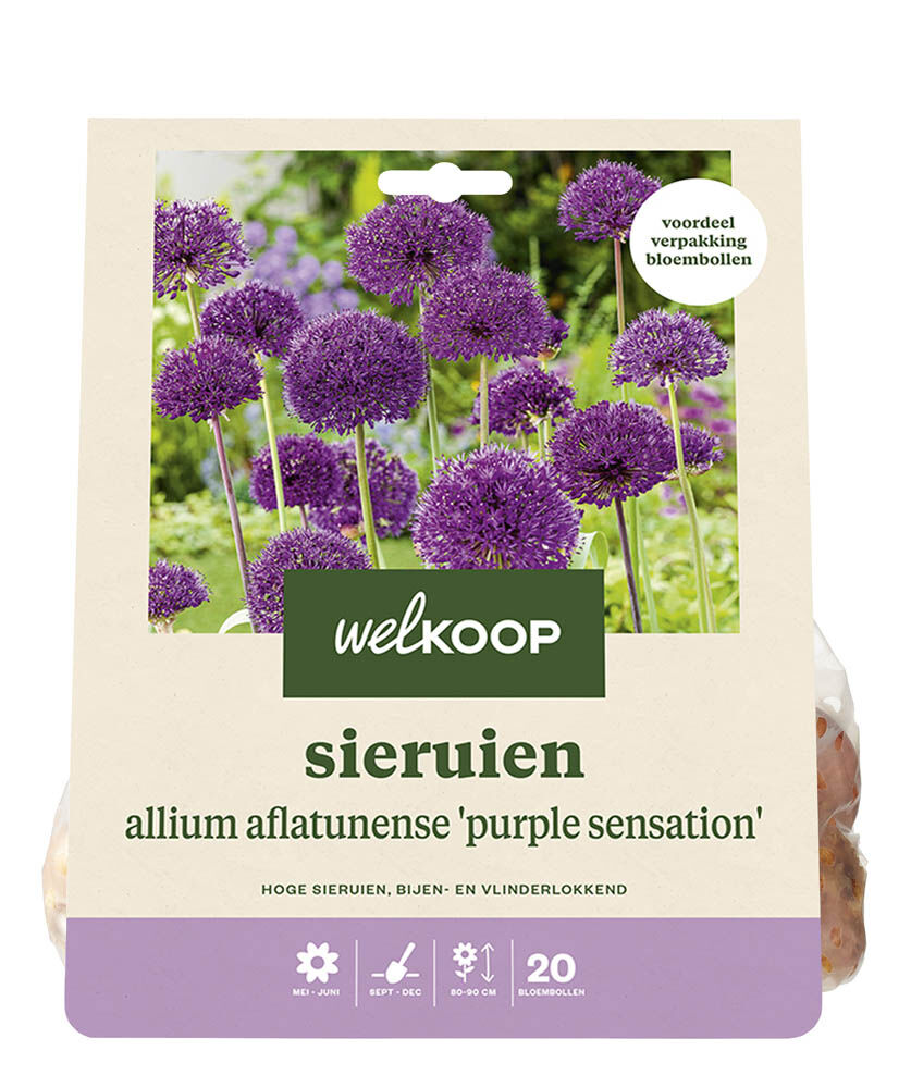Welkoop Allium Vere - Bloembollen Welkoop Allium Vere - Bloembollen