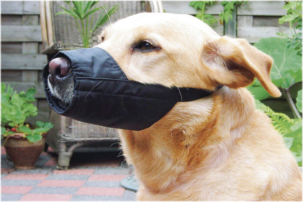 Beeztees  - Veiligheidsmuilband Hond Beeztees  - Veiligheidsmuilband Hond