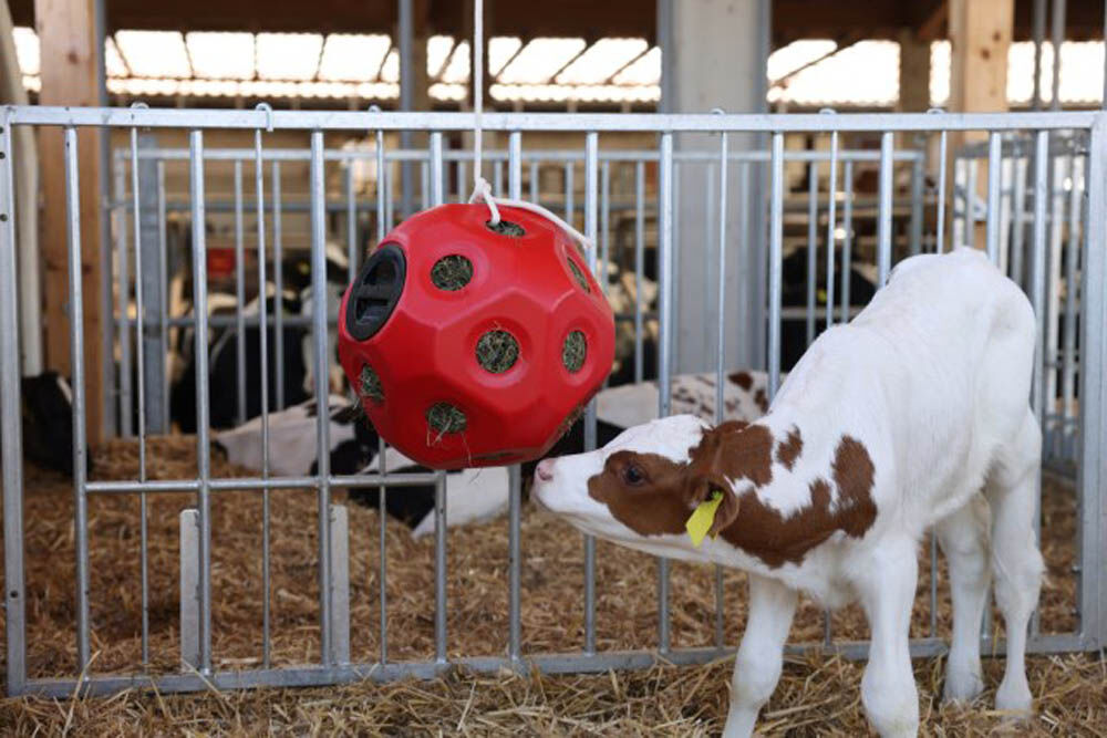Kerbl Grote paarden - Voerspeelbal - Rood