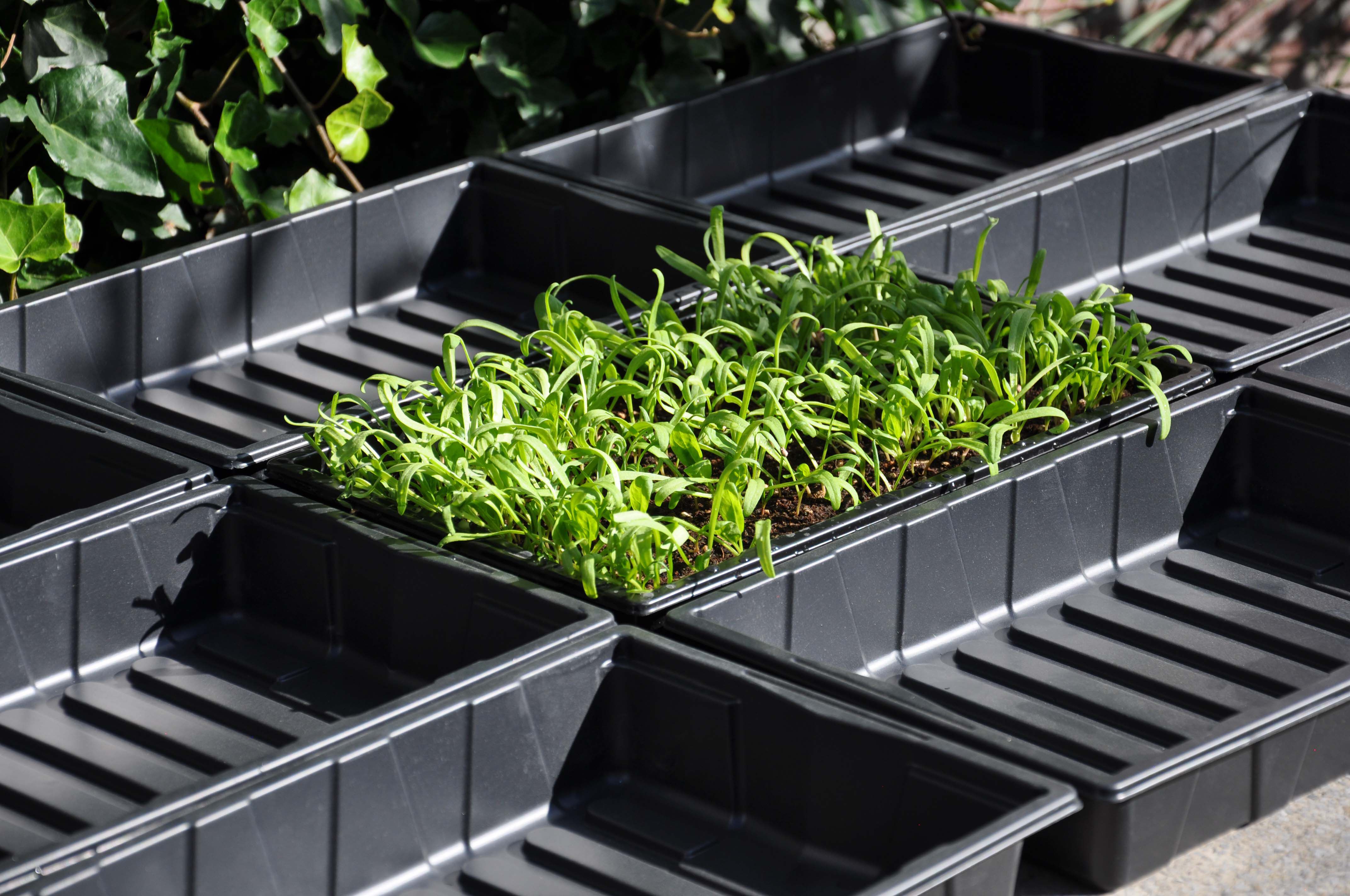 SLIM KWEKEN Zaaibak 'seed tray' 12 stuks - Kas accessoires SLIM KWEKEN Zaaibak 'seed tray' 12 stuks - Kas accessoires