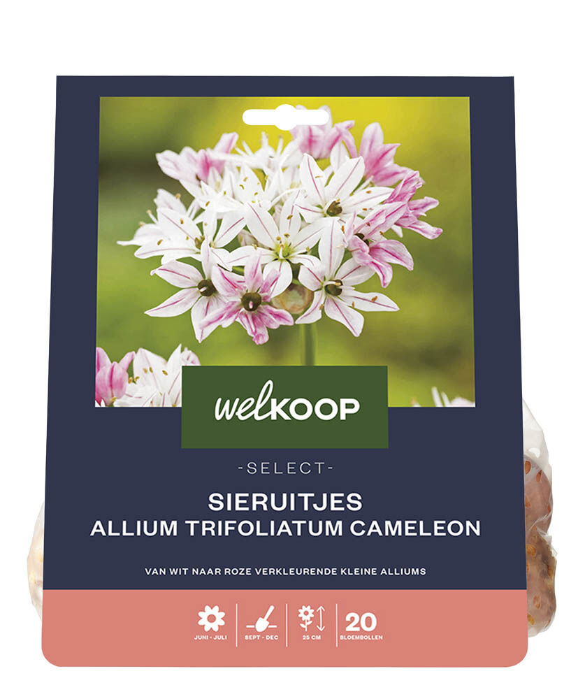 Welkoop Select Allium Saar - Bloembollen Welkoop Select Allium Saar - Bloembollen