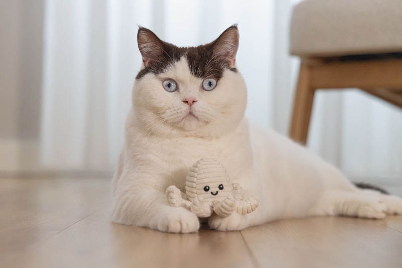 Beeztees Octopus Nome - Kattenspeeltje - Wit