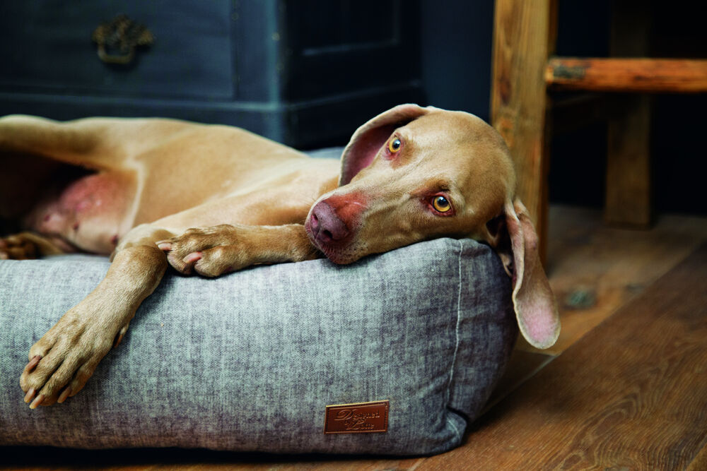 Designed by Lotte  Unnay - Hondenmand - beige - 17x60x65 cm - S