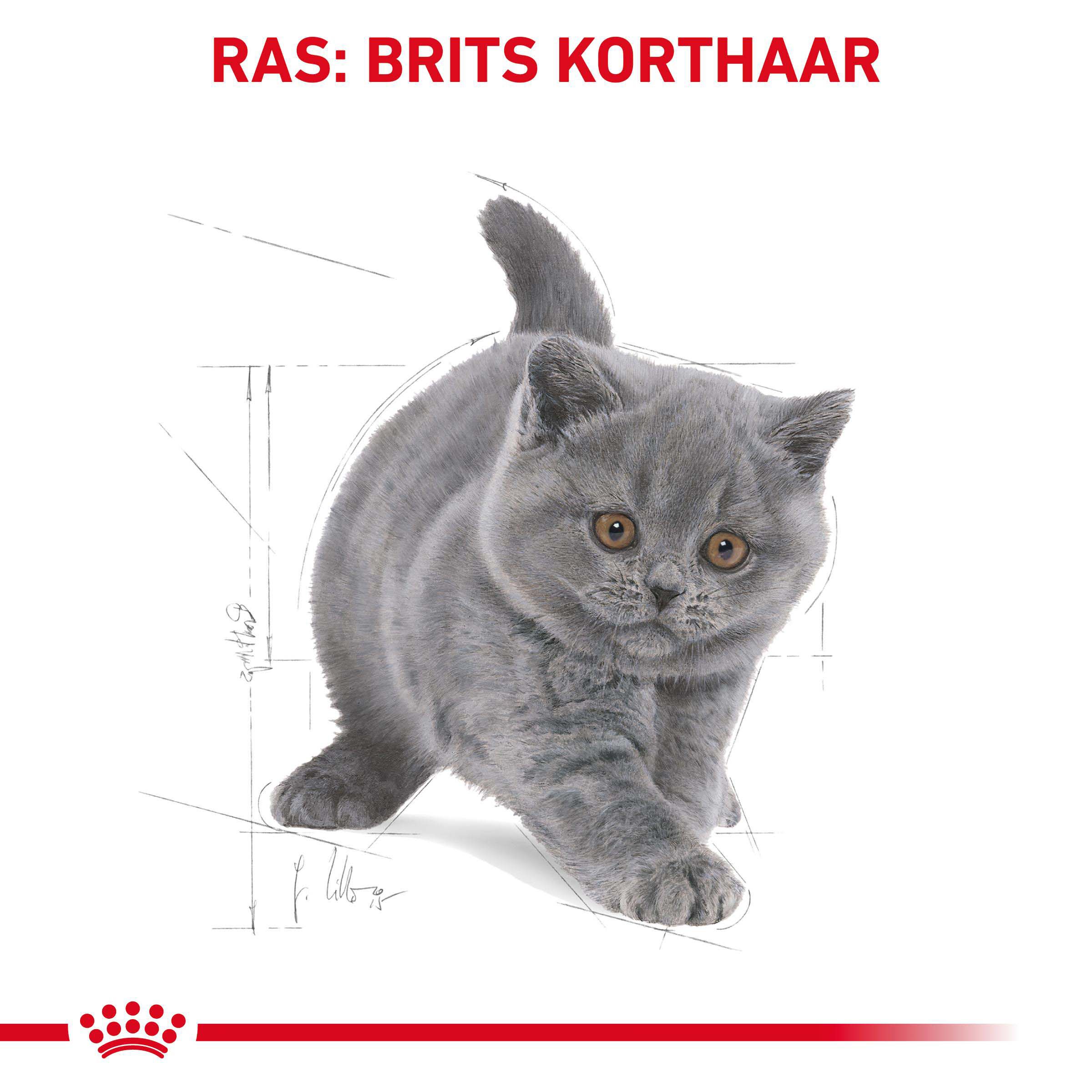 Royal Canin Britse Korthaar Kitten - Kattenvoer - 2 - Gevogelte
