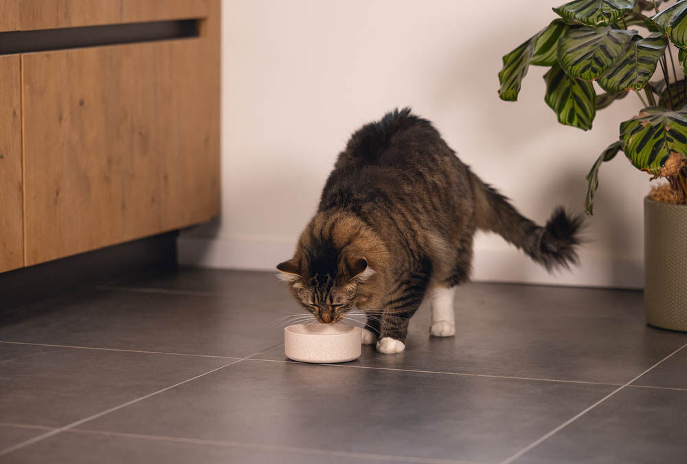 Designed by Lotte Noor - Voerbak - Beige - 4.50x12.00x12.00 cm