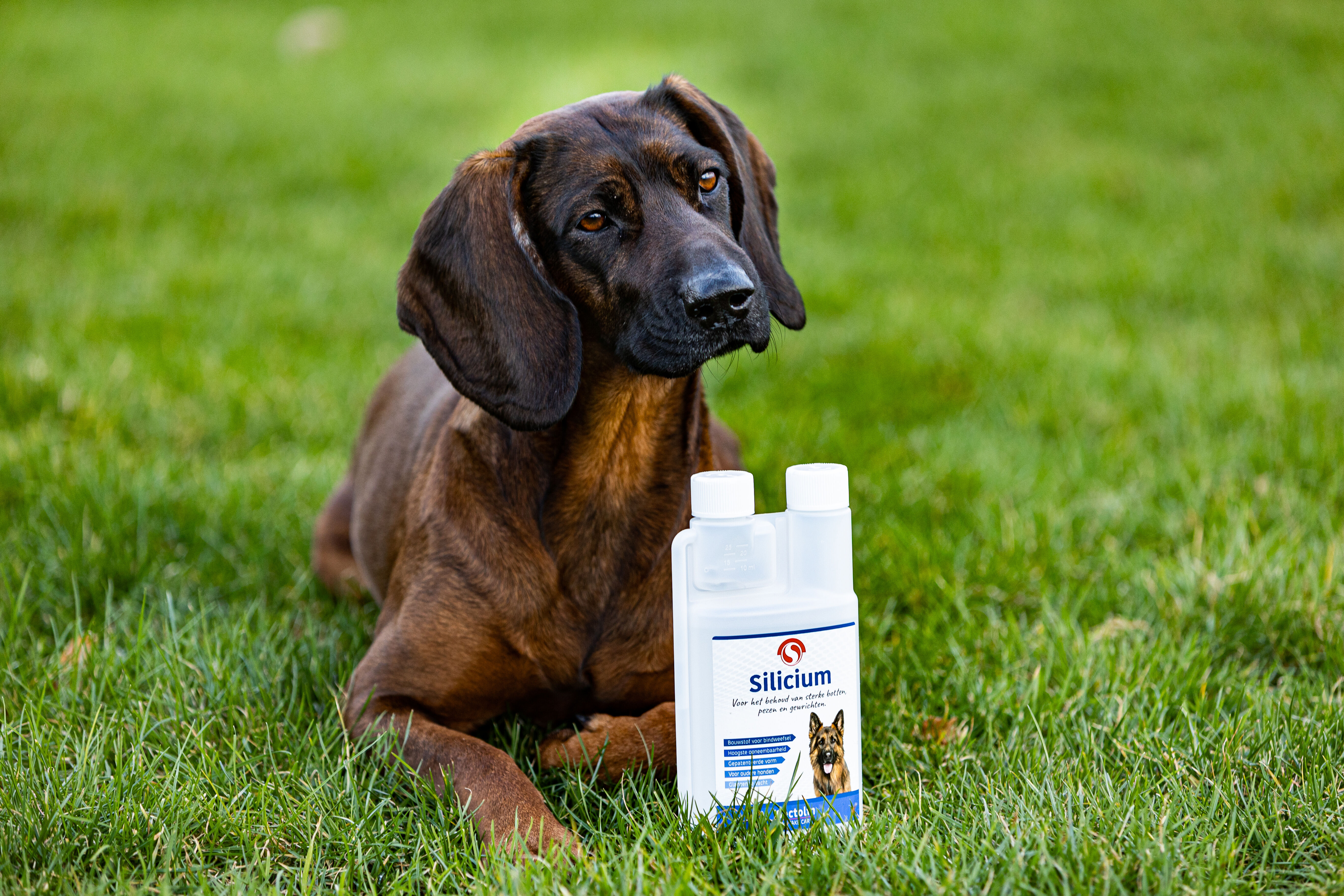 Sectolin Silicium - Gewrichten en botten Hond - 500