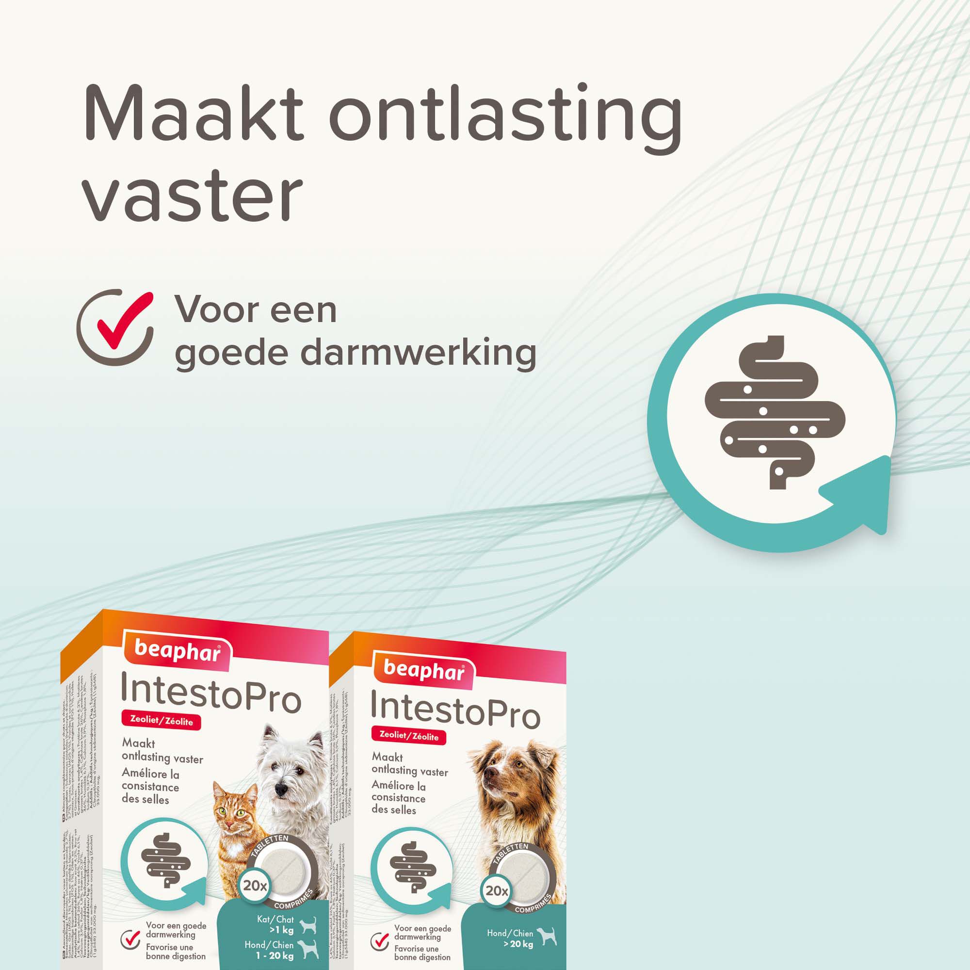 Beaphar IntestoPro Kat - Hond tot 20kg - Verlicht darmproblemen - S