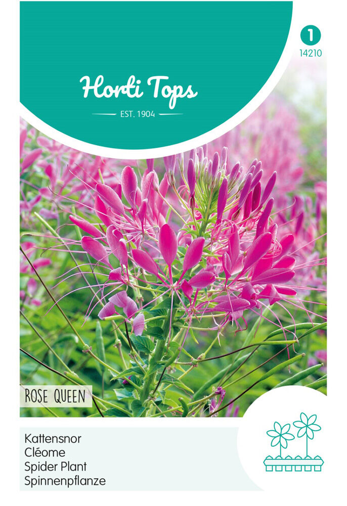 Hortitops Kattensnor Rose Queen - Bloemzaden