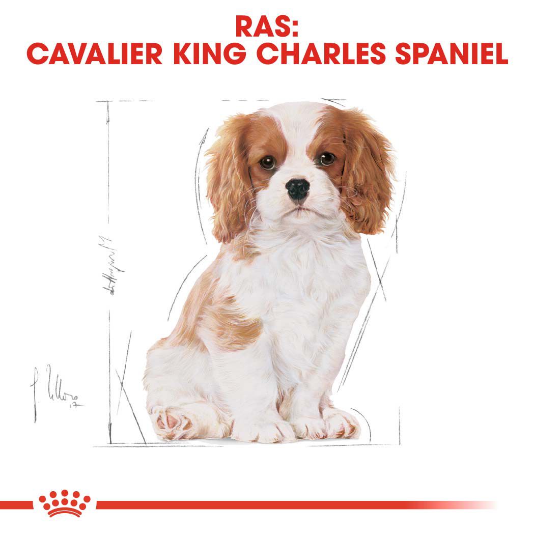 Royal Canin Cavalier King Charles Puppy - Hondenvoer - 1.5 - gevogelte