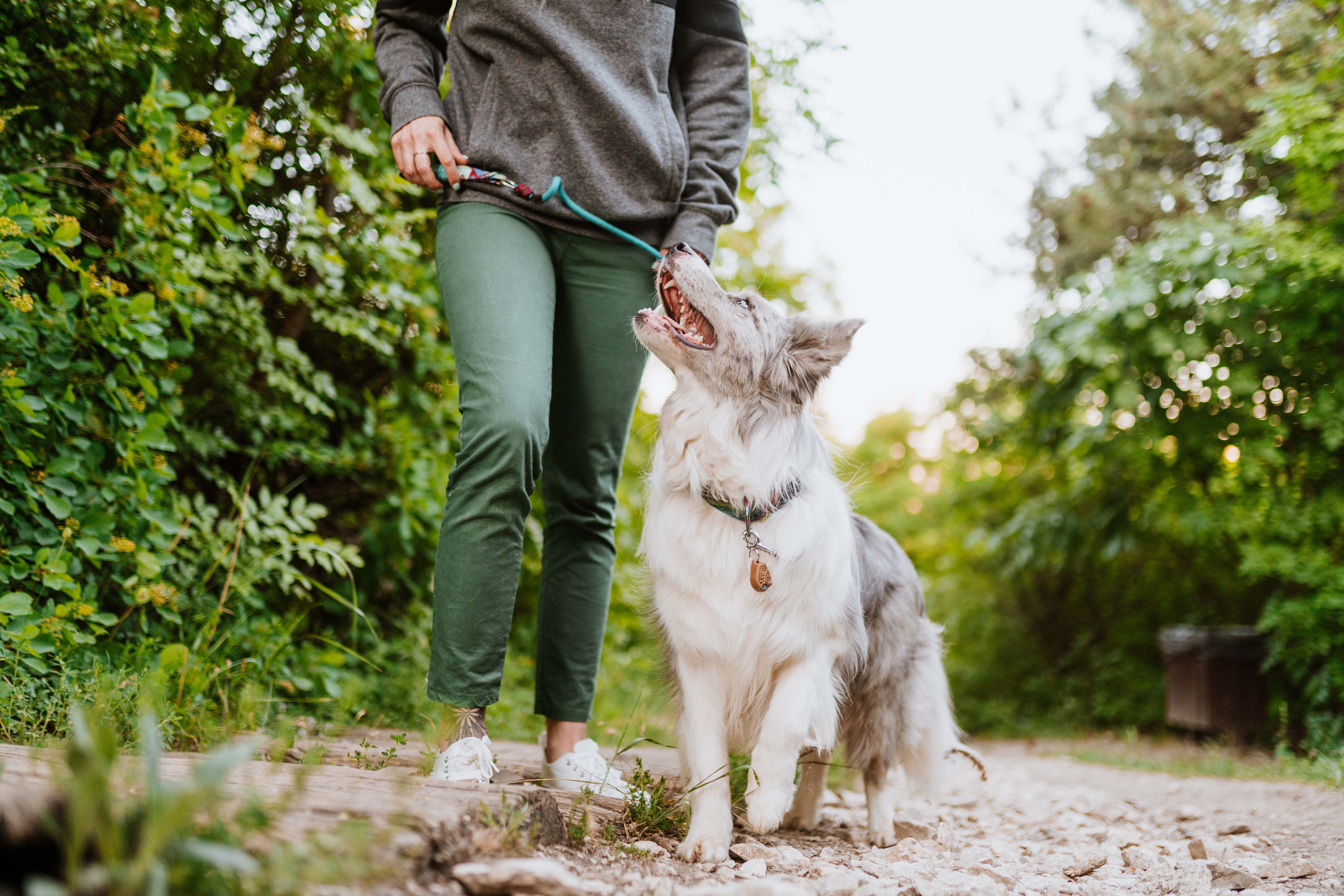 Tickless Ecopet Ultrasoon - Anti Vlooien en teken