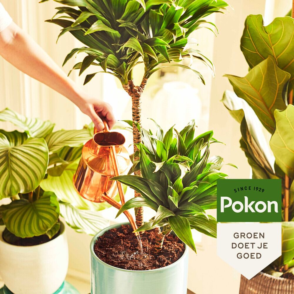 Pokon Kamerplantengrond - Potgrond - 20