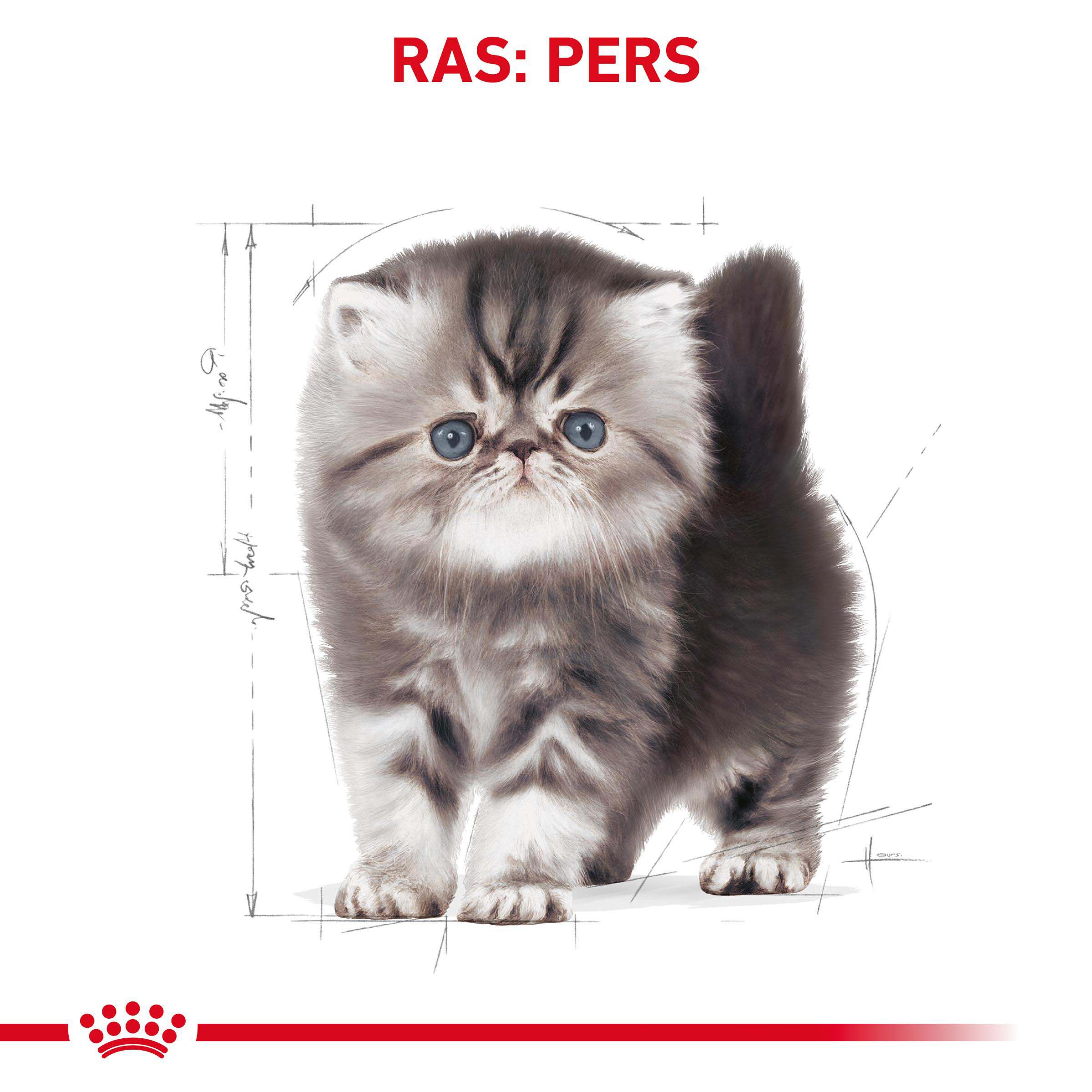 Royal Canin Persian Kitten - Kattenvoer - 4 - Gevogelte
