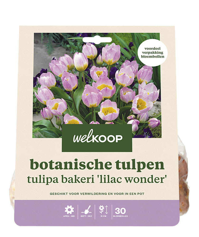 Welkoop Tulp Elly - Bloembollen Welkoop Tulp Elly - Bloembollen