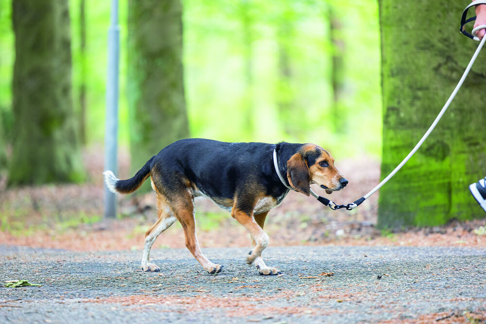 Beeztees Premium Parinca - Hondenriem - Blauw - 1 cm - 120 cm