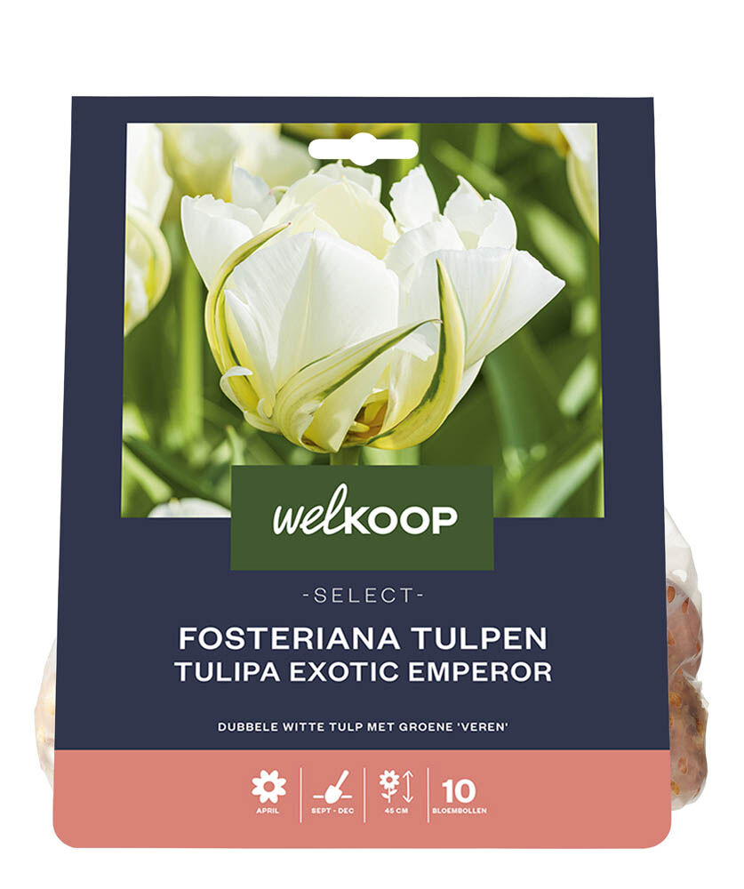 Welkoop Select Dubbele Tulp Michèle - Bloembollen Welkoop Select Dubbele Tulp Michèle - Bloembollen