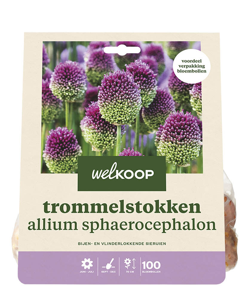 Welkoop Allium Antonia - Bloembollen Welkoop Allium Antonia - Bloembollen