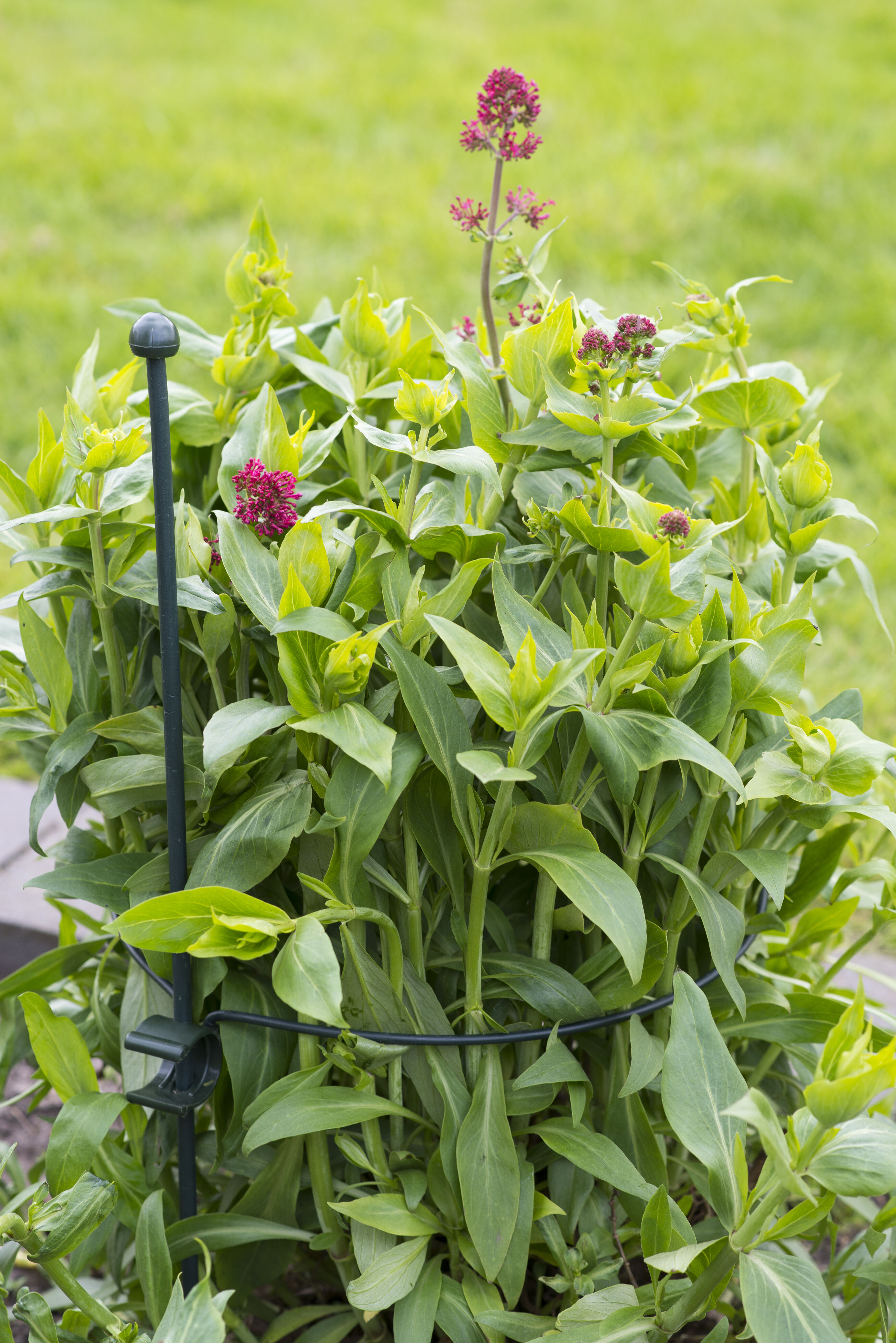 Nature Plantensteun rond - Klim- en Geleide Artikelen - 36.00 cm - 32.00 cm - 34.20 cm - 39.50 cm Nature Plantensteun rond - Klim- en Geleide Artikelen - 36.00 cm - 32.00 cm - 34.20 cm - 39.50 cm