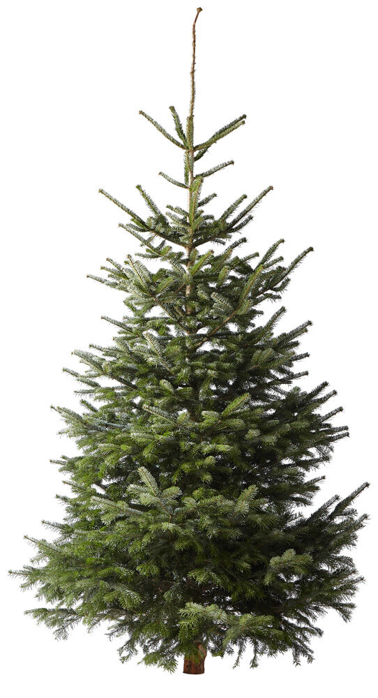 Nordmann gezaagd - Kerstboom - 300 cm Nordmann gezaagd - Kerstboom - 300 cm