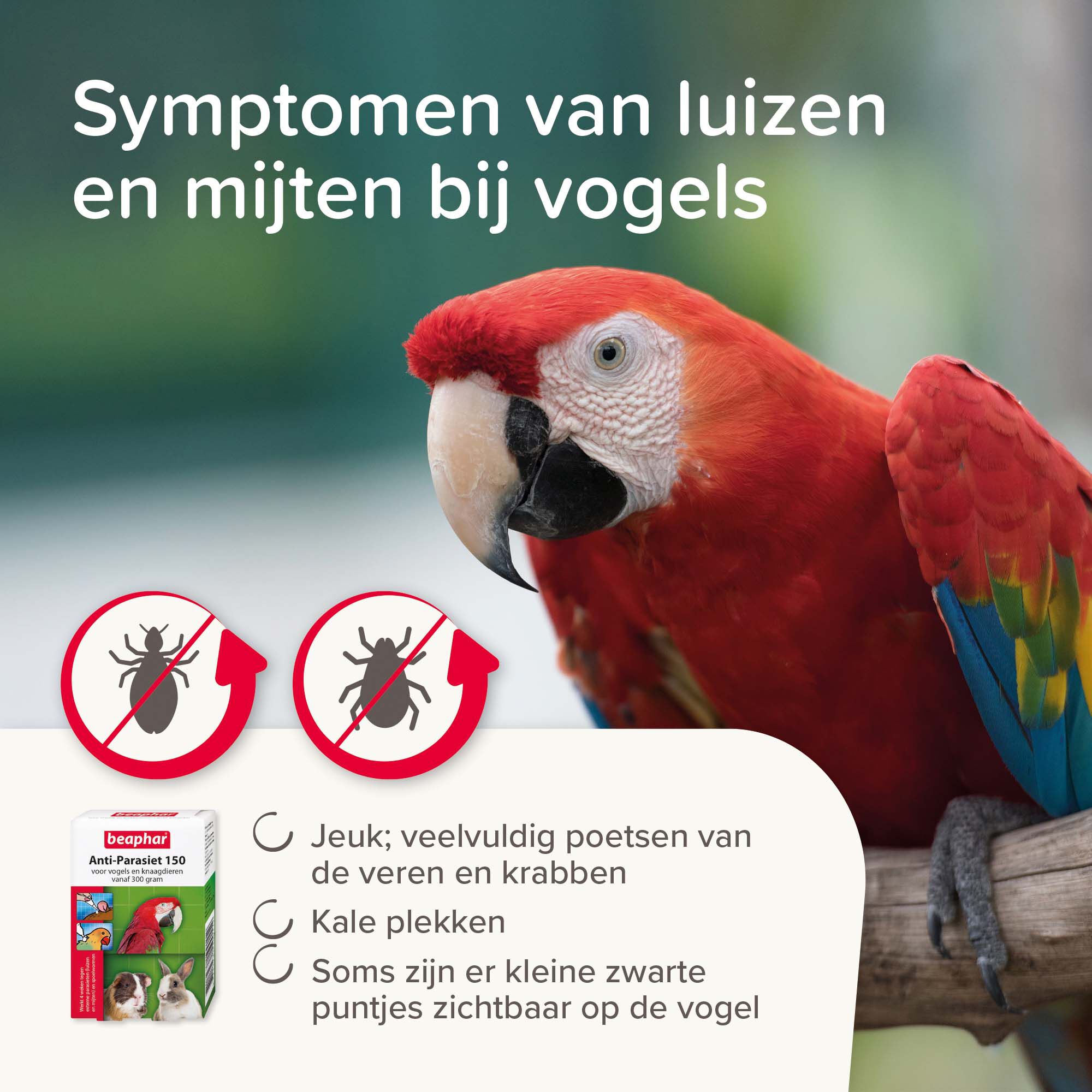 Beaphar Anti-parasiet 150 - Vogels, Konijnen en  Knaagdieren vanaf 300gr - Pipetten - 9.50x6.50x6.50 cm