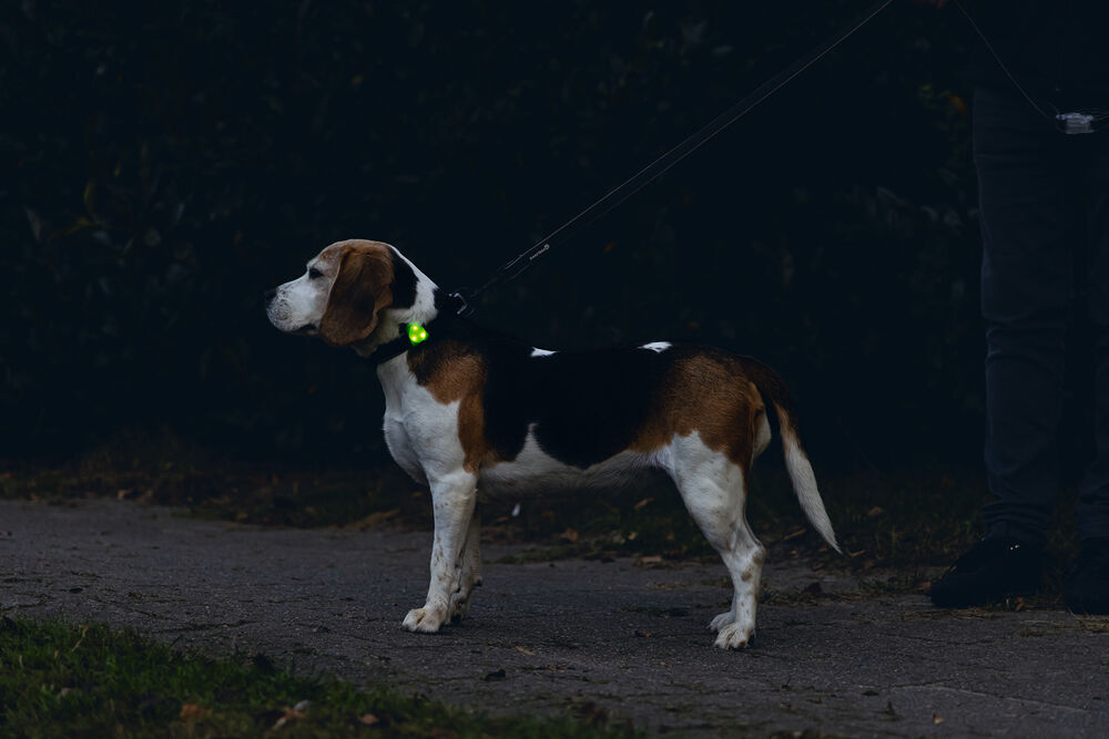 Beeztees - Veiligheidslampje - Hond - 1 stuk - assorti - 8 cm