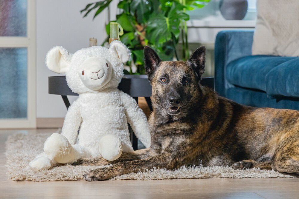 Beeztees Schaap Knuffel- Hondenspeelgoed - 20.50 cm - null - 39.00 cm - XL - 80.00 cm