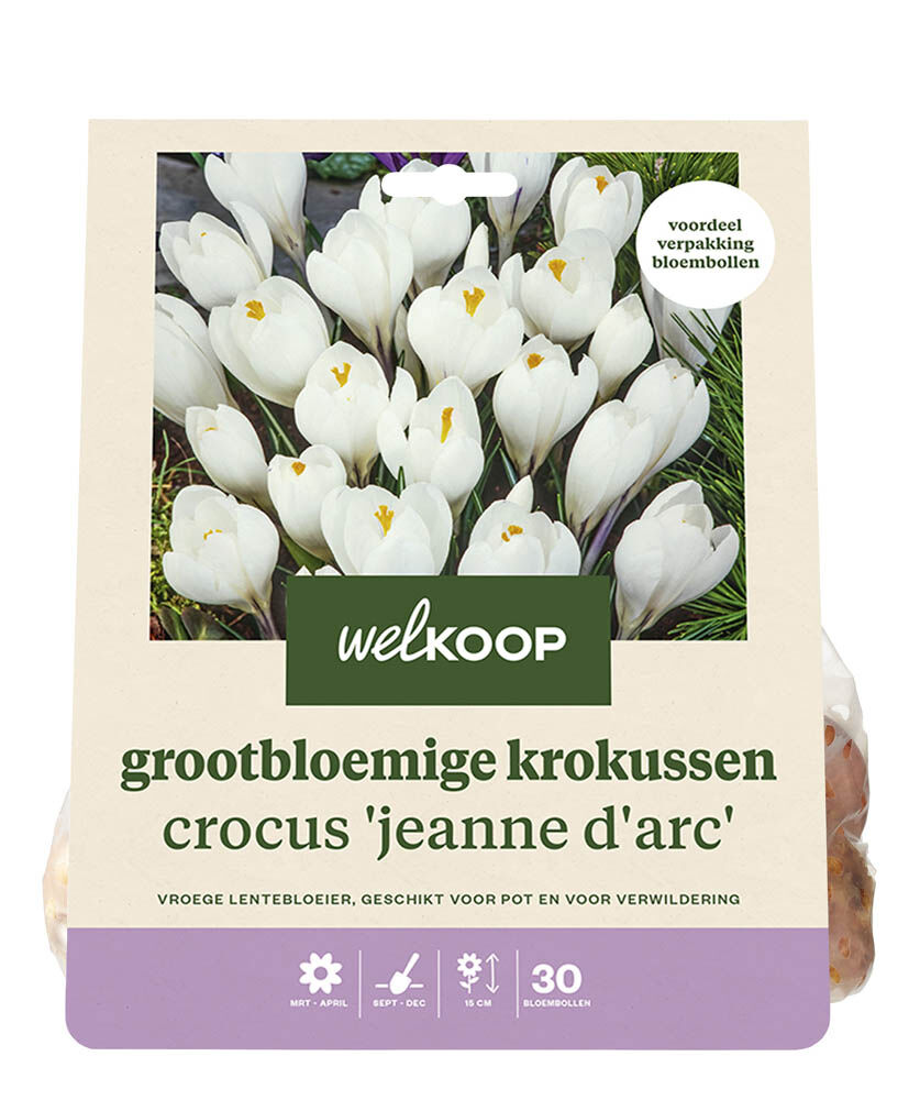 Welkoop Krokus Line - Bloembollen Welkoop Krokus Line - Bloembollen