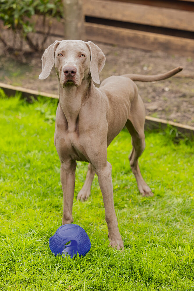 Beeztees Fetch Frisbee Bal - Hondenspeelgoed - blauw - 1x16x1 cm