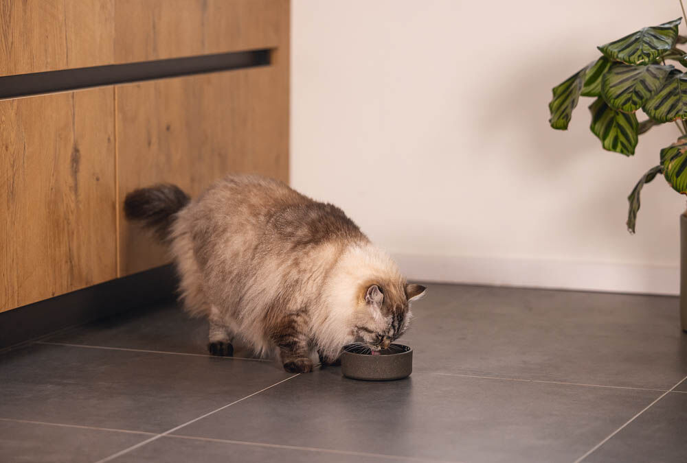 Designed by Lotte Noor - Voerbak - Grijs - 4.50x12.00x12.00 cm