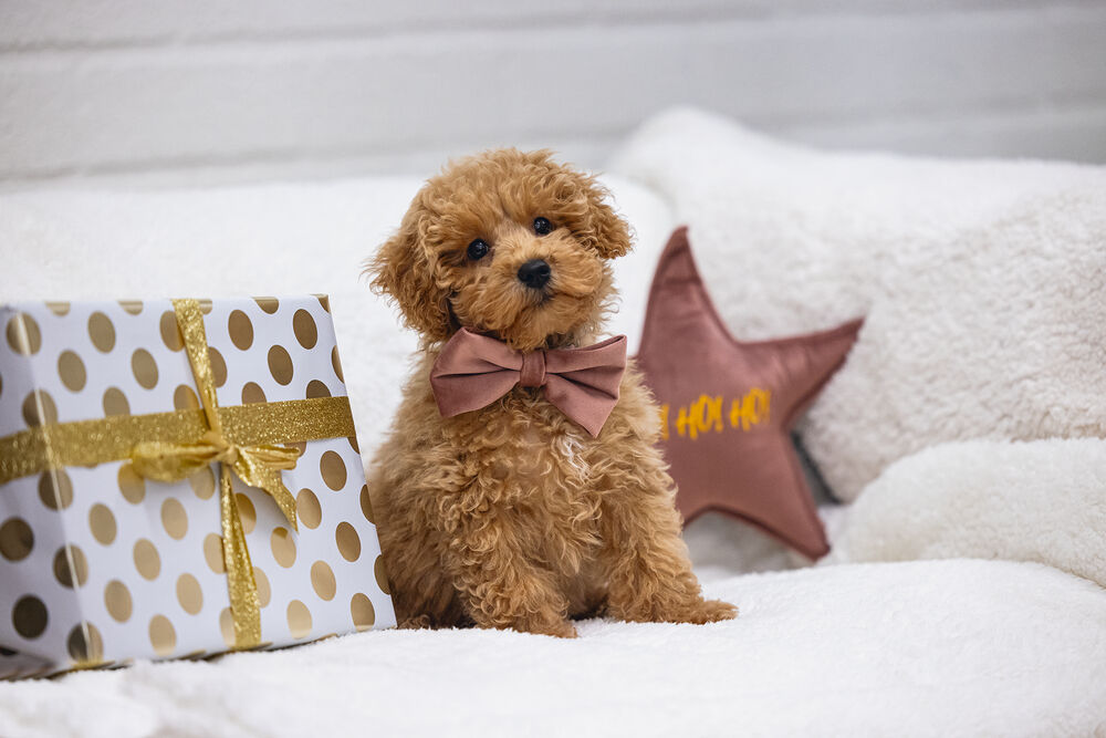 Designed By Lotte Kerstster - Knuffel - Hondenspeelgoed - roze - 29x27x27 cm