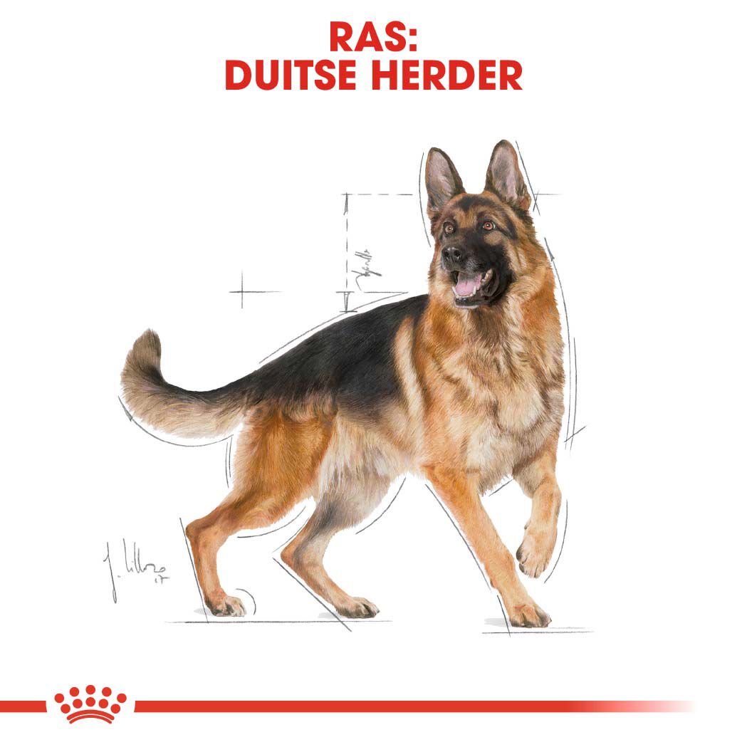 Royal Canin Duitse Herder Adult - Hondenvoer - 11 - gevogelte