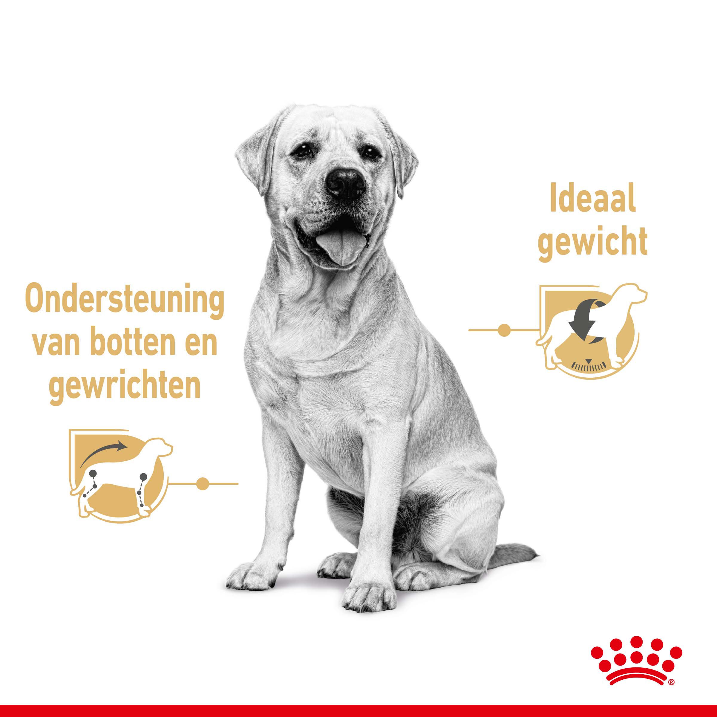 ROYAL CANIN® Adult Labrador Retriever Natvoer 10x 140gr - Hondenvoer - 1400 - gevogelte
