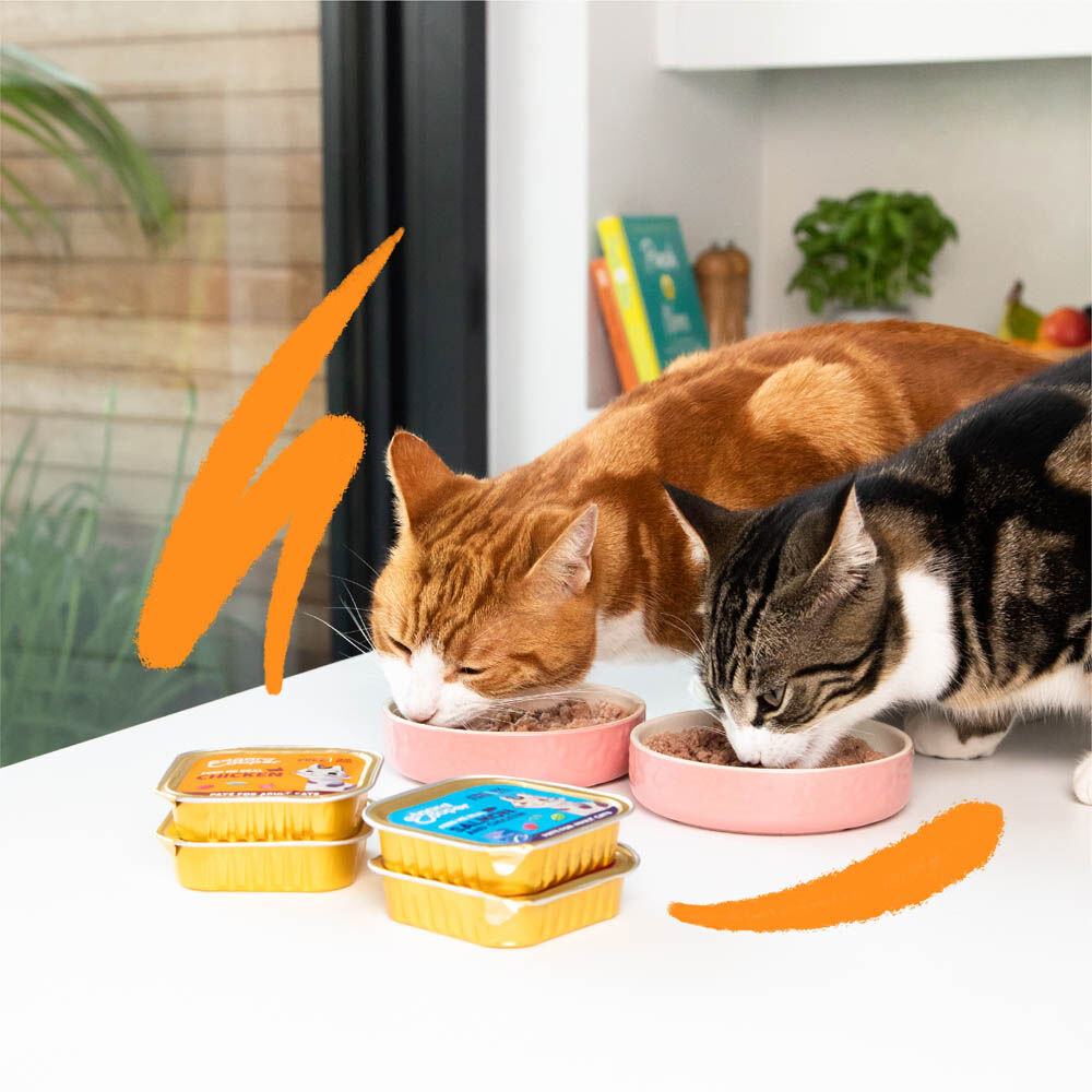 Edgard & Cooper Senior Paté - Kattenvoer - Kip - Kalkoen - 85 gram