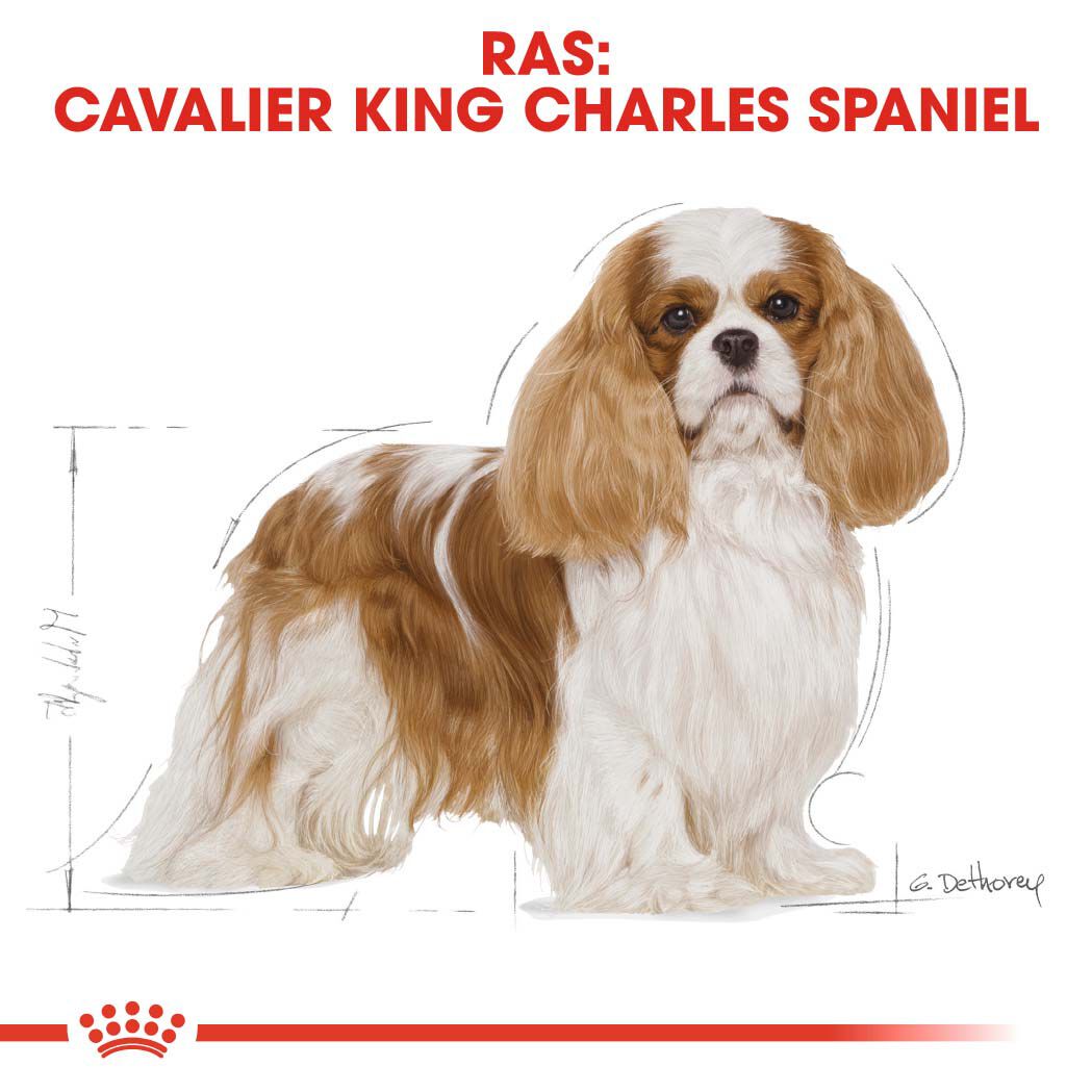 Royal Canin Cavalier King Charles  Adult - Hondenvoer - 1.5 - gevogelte