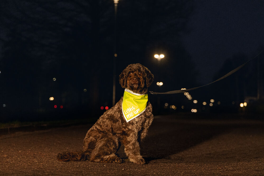 Beeztees Chiny Reflecterend - Veiligheidsbandana Hond - 35.00 cm - geel - 1.00 cm - S - 35.00 cm - 1.00 cm