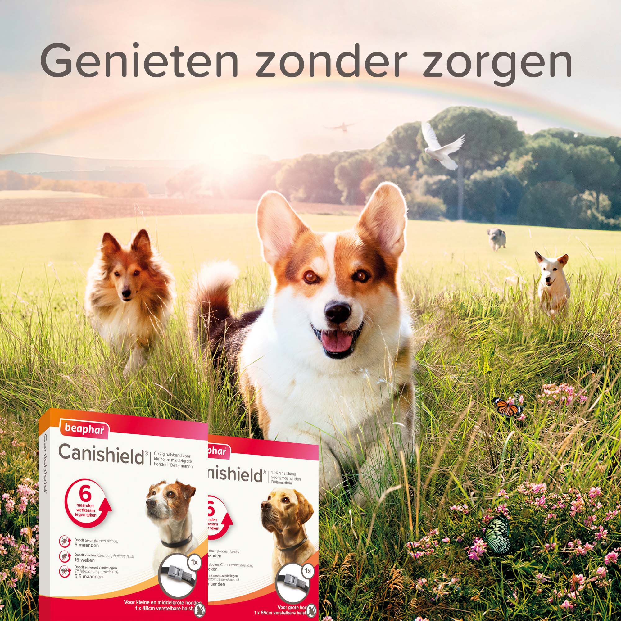 Beaphar Canishield - Anti Vlooien en Tekenband Hond - klein/middel - M