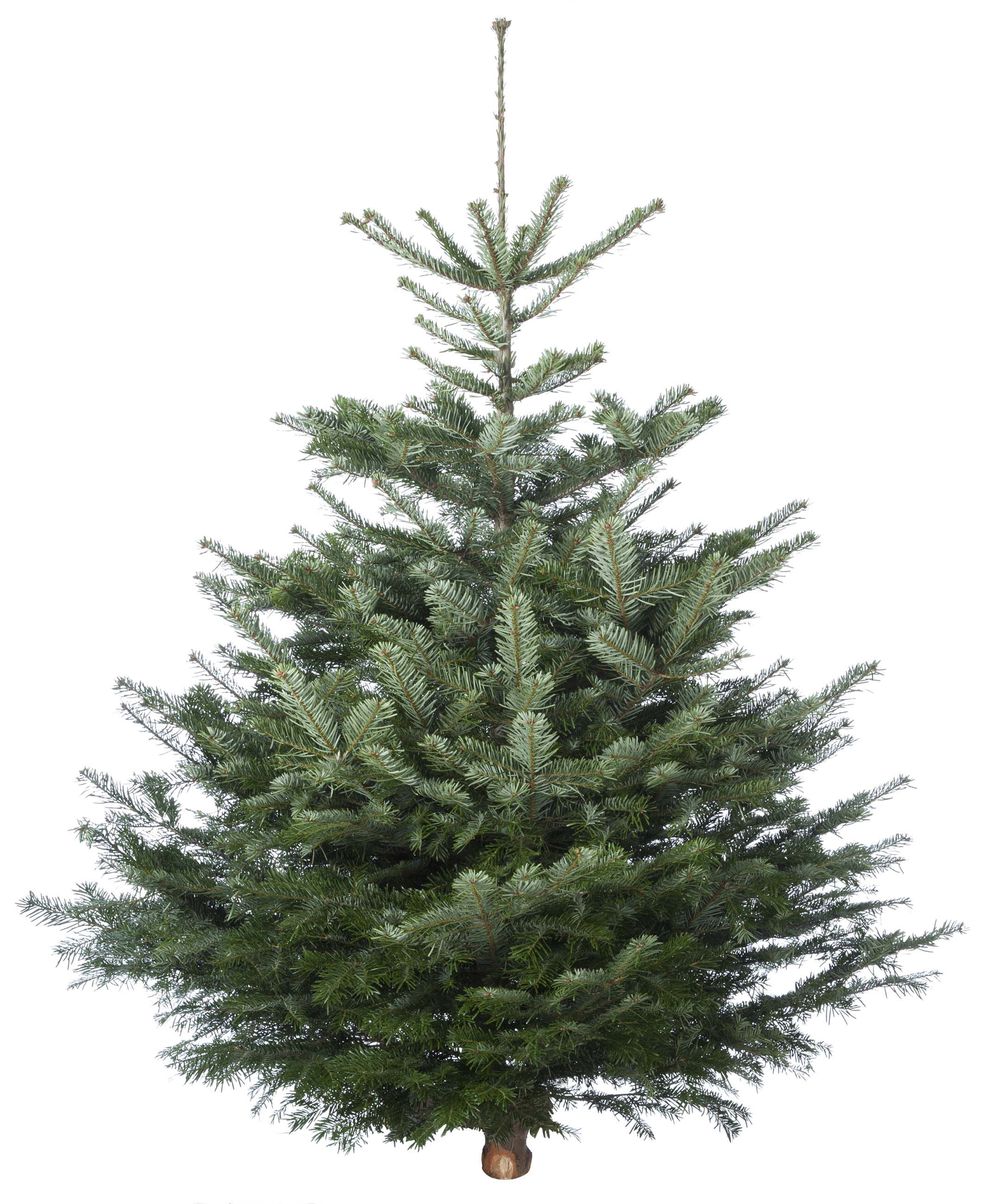 Nordmann gezaagd - Kerstboom - 250 cm Nordmann gezaagd - Kerstboom - 250 cm