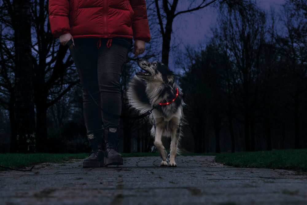 Beeztees Dogini USB - Lichtgevende Halsband  - Hond - 28.00 cm - rood - 10 mm - 20.00 cm - 70.00 cm