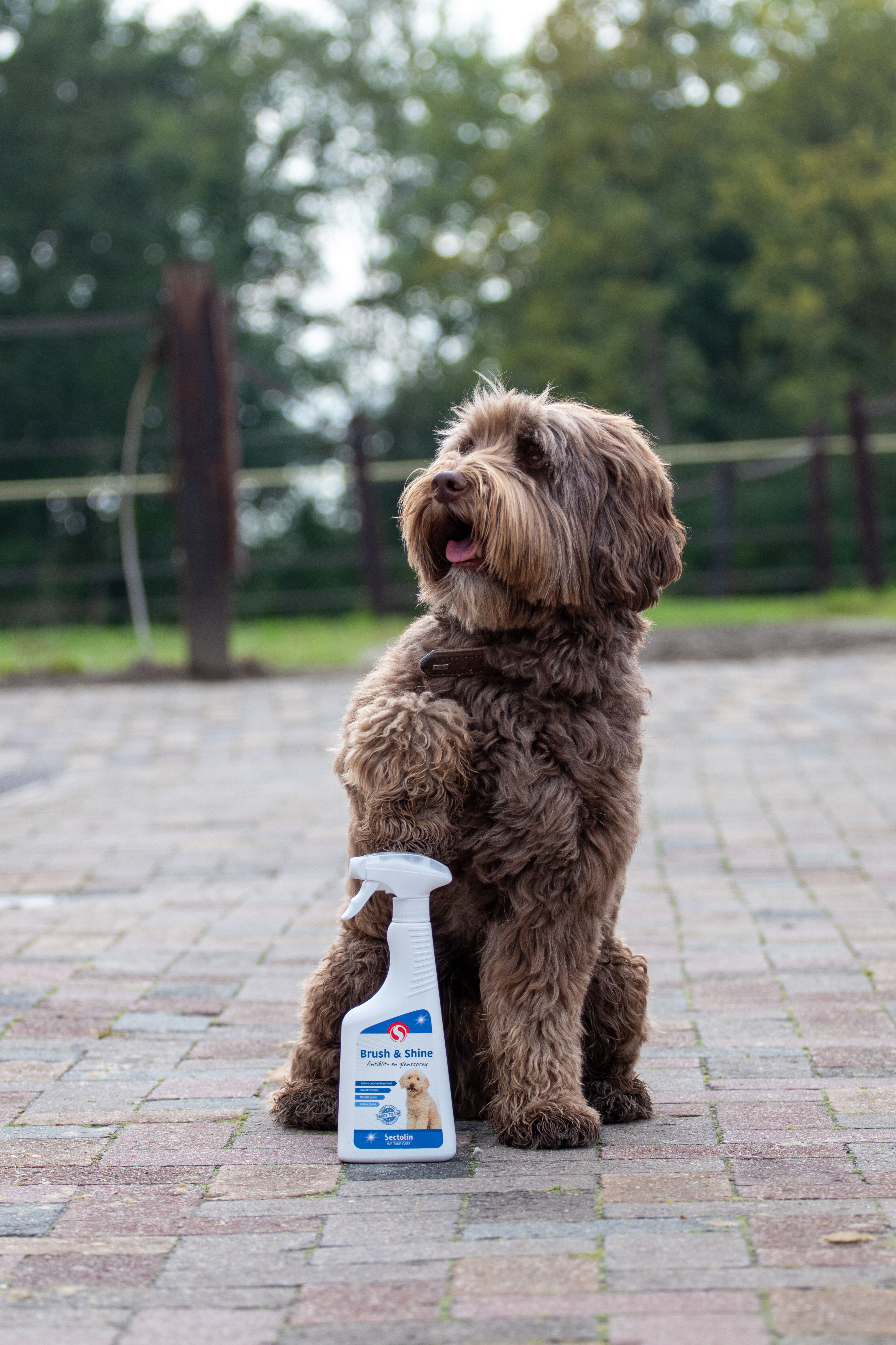 Sectolin Brush & Shine - Antiklit- en Glansspray Hond Sectolin Brush & Shine - Antiklit- en Glansspray Hond