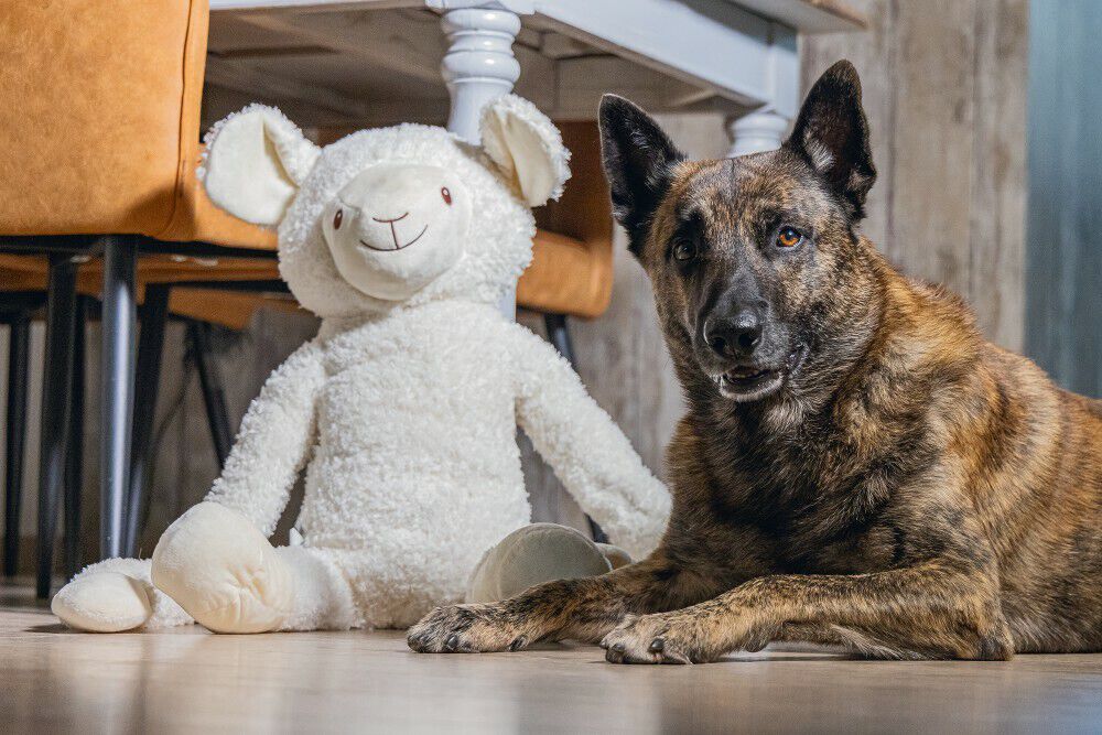 Beeztees Schaap Knuffel- Hondenspeelgoed - 20.50 cm - null - 39.00 cm - XL - 80.00 cm